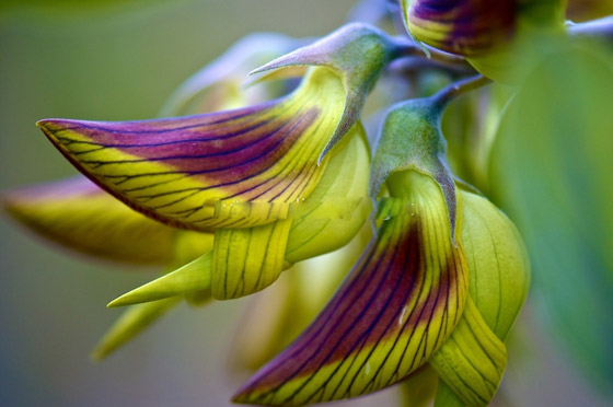 زهرة الطيور الملكية Crotalaria cunninghamii